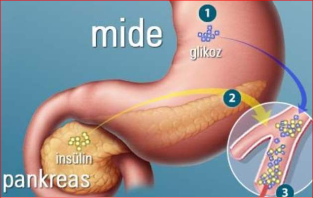 İnsülin Hormonun Etki Mekanizması